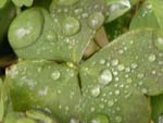 Preview - Click to magnify